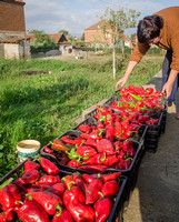 Ajvar making in Macedonia - a family matter