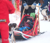 kids in a dogsled